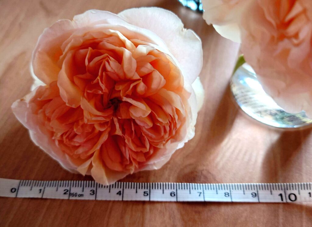バラ ジュールヴェルヌ 花の大きさ