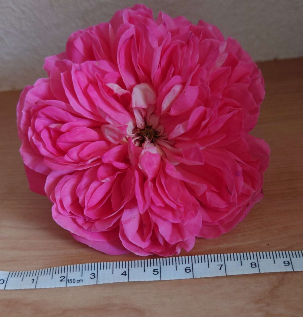 バラ ライオンハート 花の大きさ