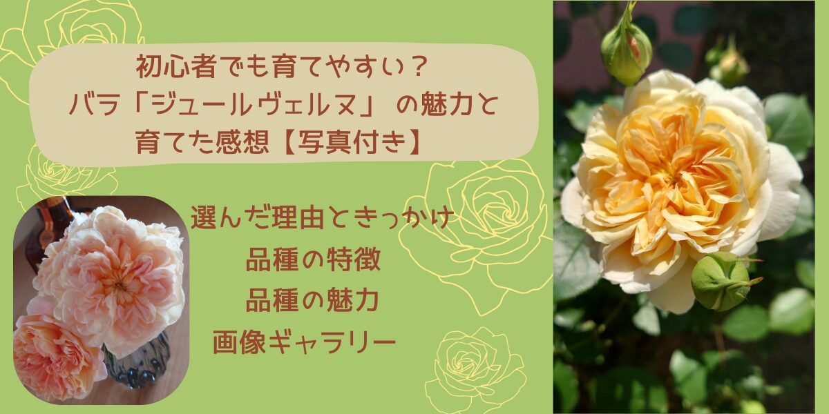バラ ジュールヴェルヌ 育て方