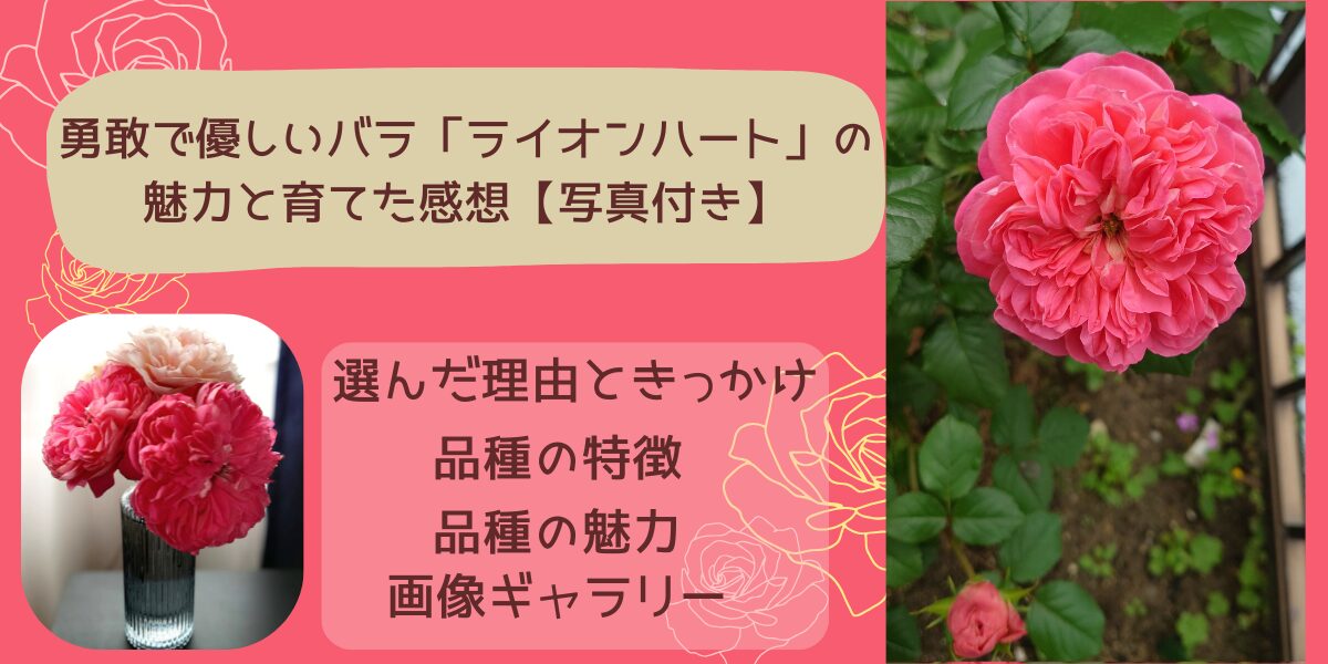 バラ ライオンハート 勇敢で優しいバラ「ライオンハート」の魅力と育てた感想【写真付き】